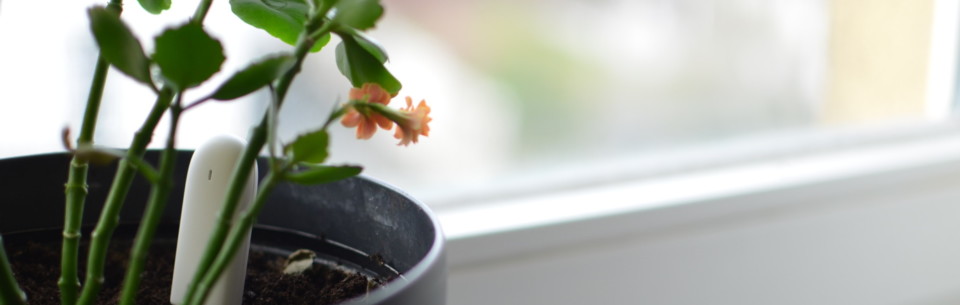 Bodenfeuchtesensor Xiaomi Flower-Care mit Blume